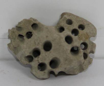 Песчаник, изъеденный  моллюсками камнеточцами