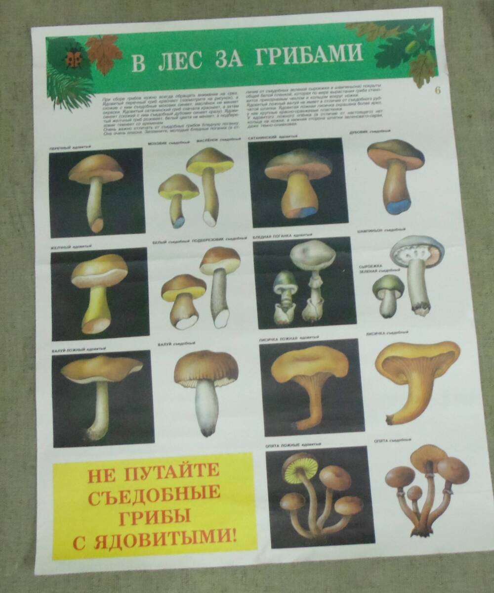Плакат. В лес за грибами.