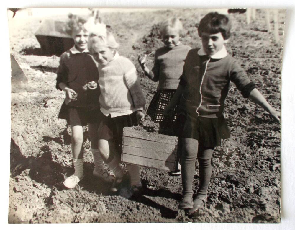 Фото. Ученики 2-х классов школы № 16 помогают убирать виноград. 1971 г.