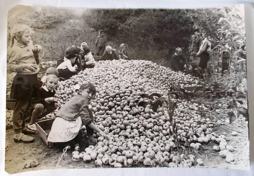 Фото. Учащиеся 3 класса школы № 16 на переборке яблок в саду совхоза. 1971 г.