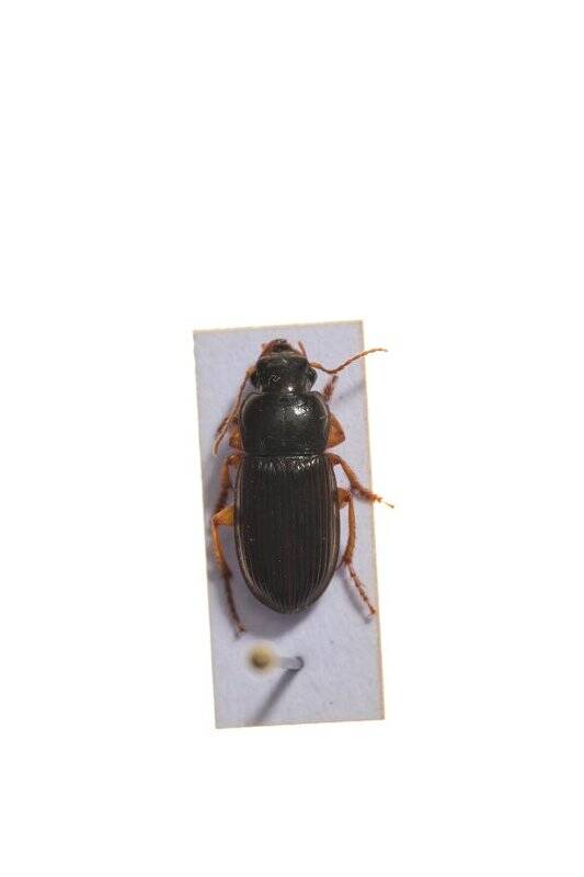 Насекомые. Бегун четырёхточечный. Harpalus laevipes (Ground beetle)