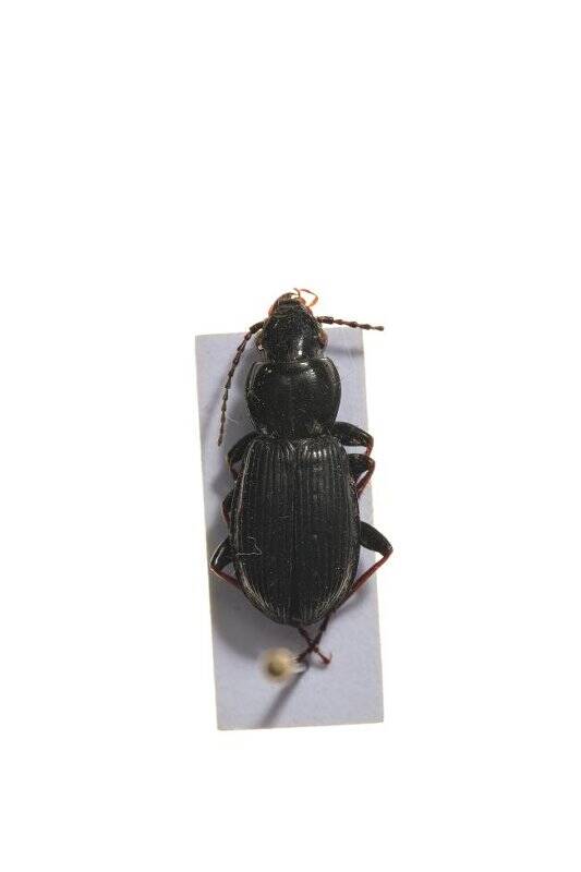 Насекомые. Pterostichus eximius (Ground beetle)