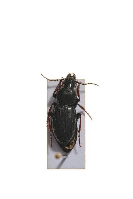 Насекомые. Pterostichus eximius (Ground beetle)