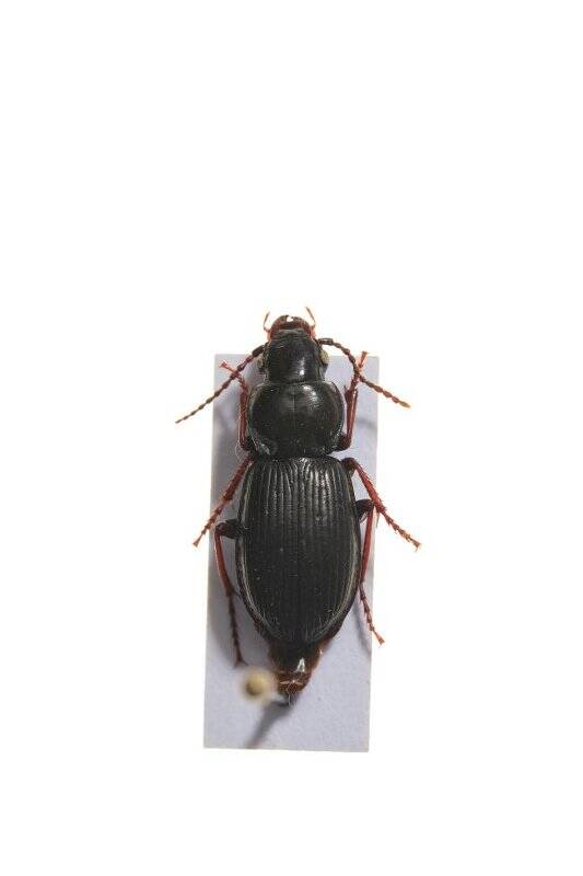 Насекомые. Pterostichus eximius (Ground beetle)