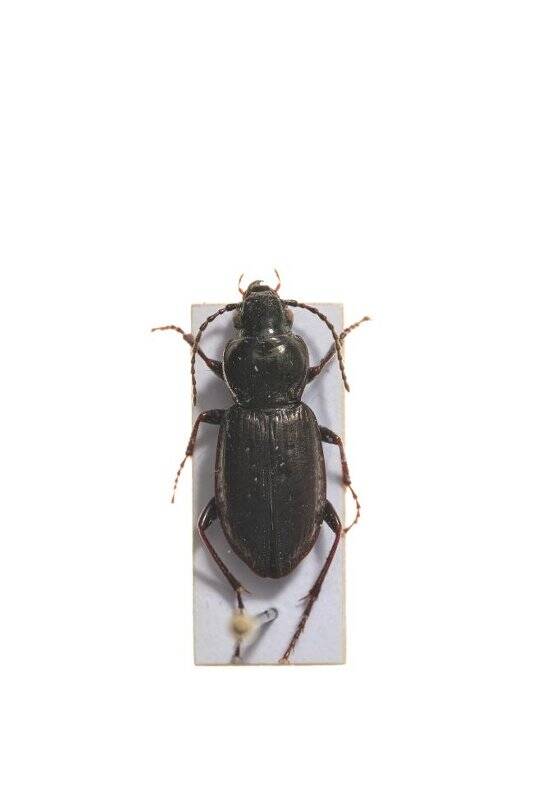 Насекомые. Pterostichus adstrictus (Ground beetle)