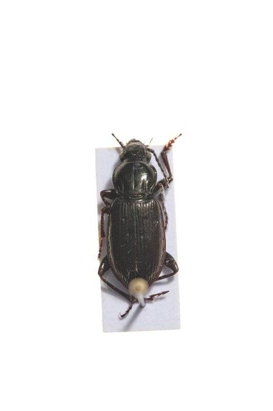 Насекомые. Pterostichus adstrictus (Ground beetle)