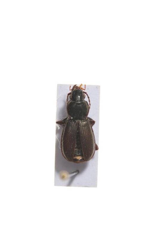 Насекомые. Pterostichus alacer (Ground beetle)