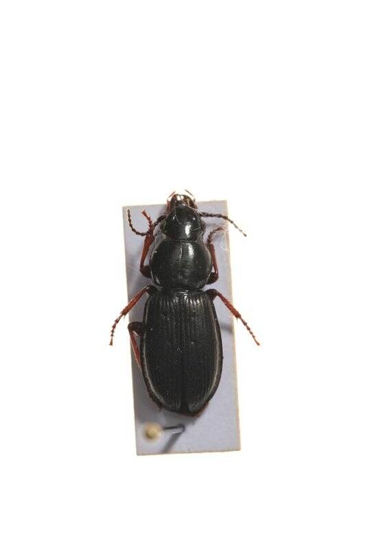 Насекомые. Pterostichus eximius (Ground beetle)