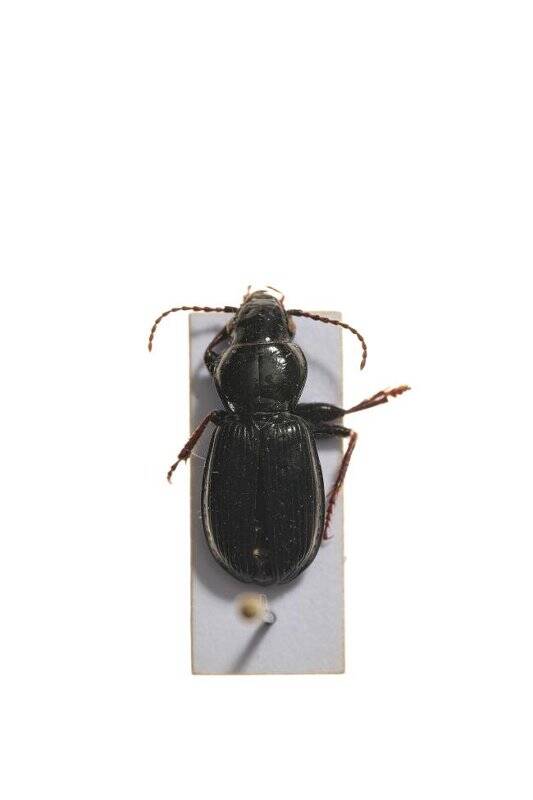 Насекомые. Pterostichus eximius (Ground beetle)