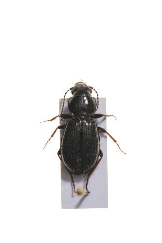 Насекомые. Pterostichus eximius (Ground beetle)