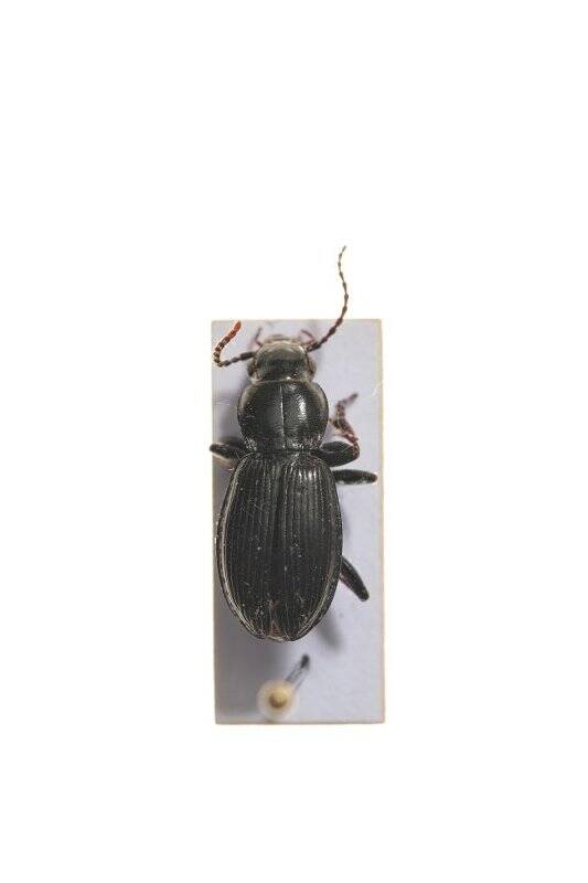 Насекомые. Pterostichus eximius (Ground beetle)