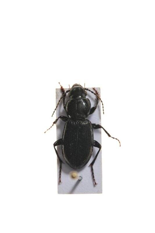 Насекомые. Pterostichus eximius (Ground beetle)