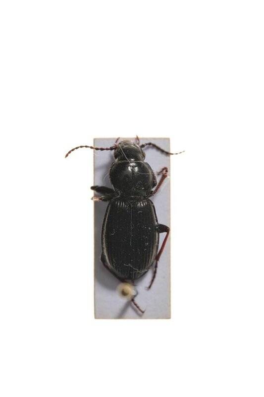 Насекомые. Pterostichus eximius (Ground beetle)