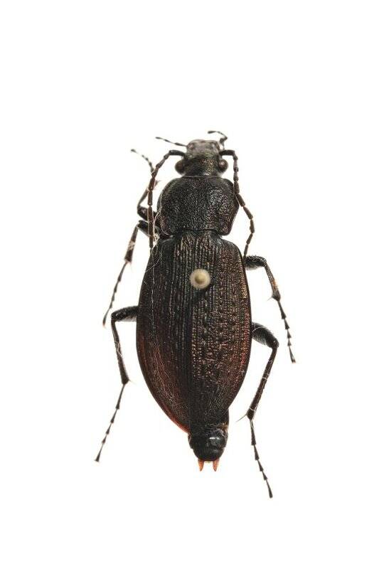 Насекомые. Carabus arcensis (Ground beetle)