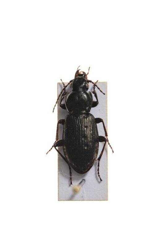 Насекомые. Pterostichus adstrictus (Ground beetle)