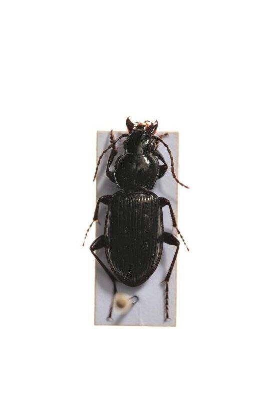 Насекомые. Pterostichus adstrictus (Ground beetle)