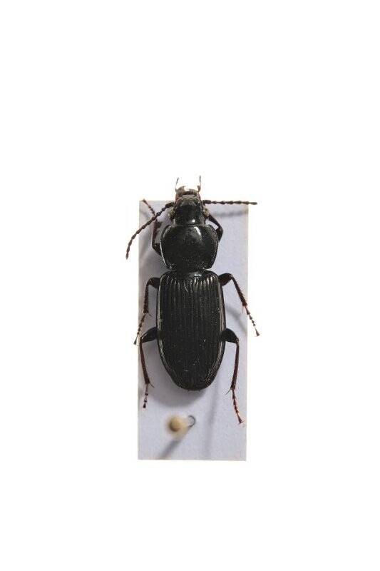 Насекомые. Pterostichus nigrita (Ground beetle)