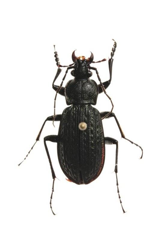 Насекомые. Жужелица зернистая. Carabus granulatus (Ground beetle)