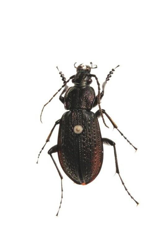 Насекомые. Carabus arcensis (Ground beetle)