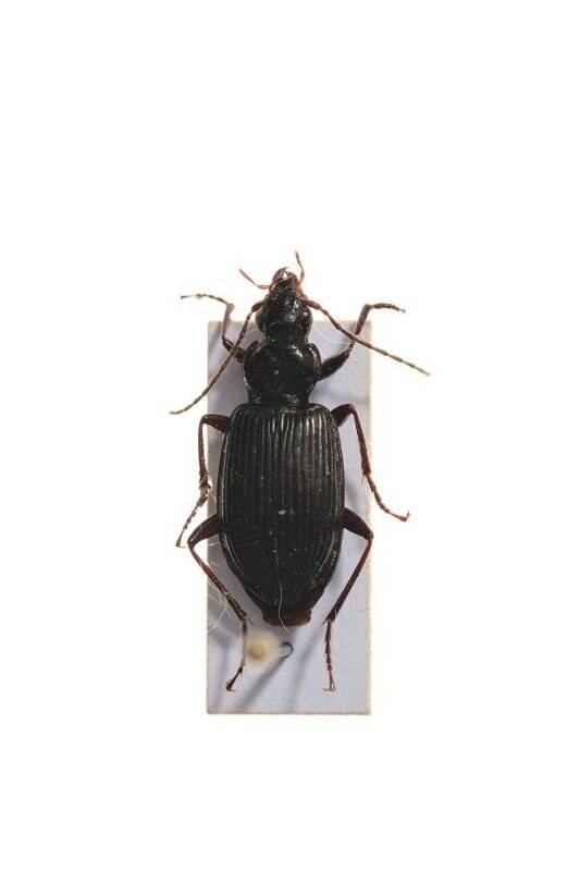 Насекомые. Limodromus assimilis (Ground beetle)