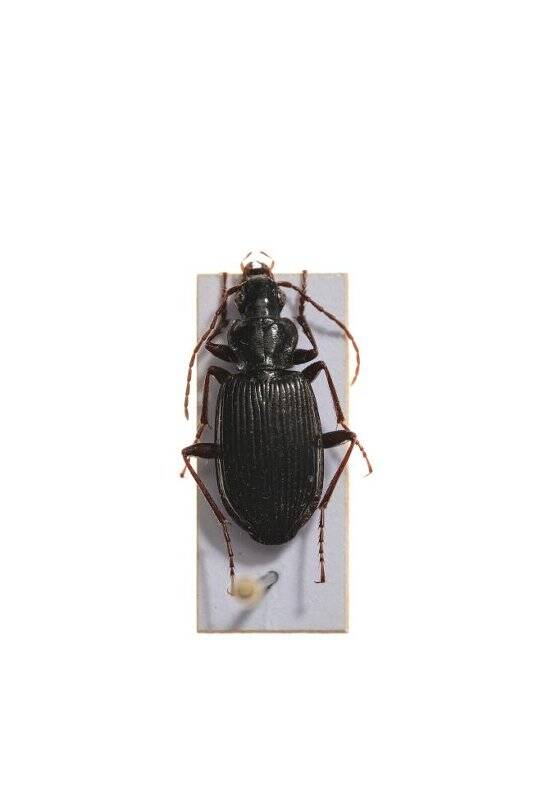 Насекомые. Limodromus assimilis (Ground beetle)