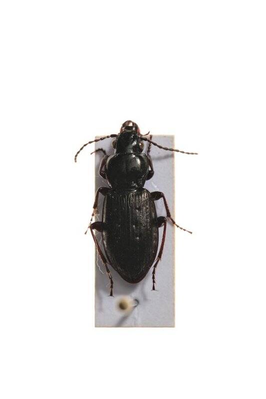 Насекомые. Pterostichus adstrictus (Ground beetle)