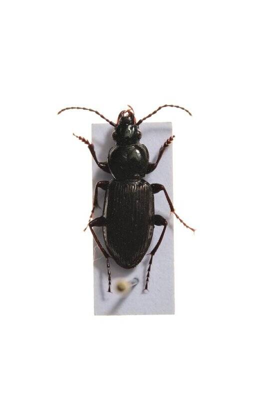 Насекомые. Pterostichus adstrictus (Ground beetle)