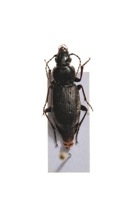 Насекомые. Pterostichus adstrictus (Ground beetle)