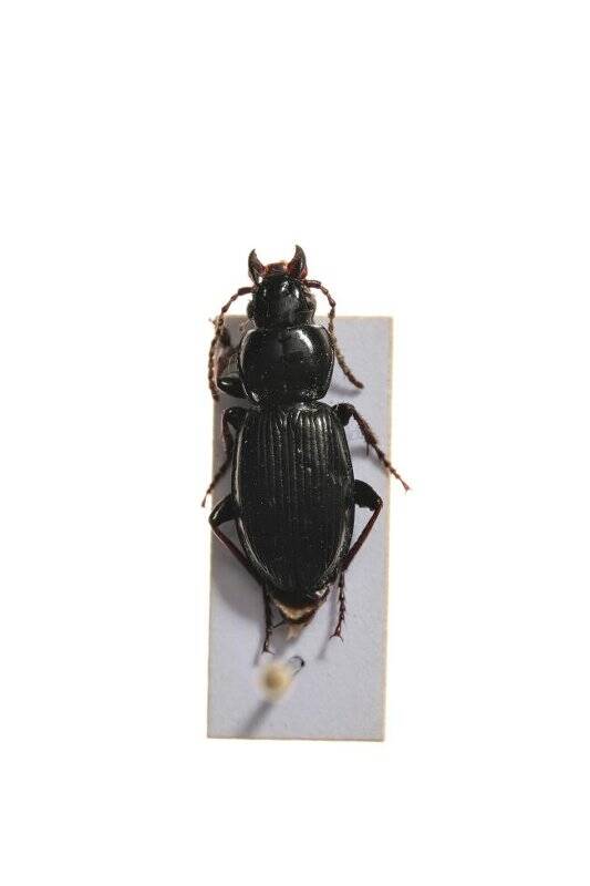 Насекомые. Pterostichus eximius (Ground beetle)