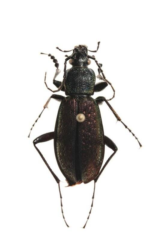 Насекомые. Жужелица Хумели. Carabus hummeli (Ground beetle)