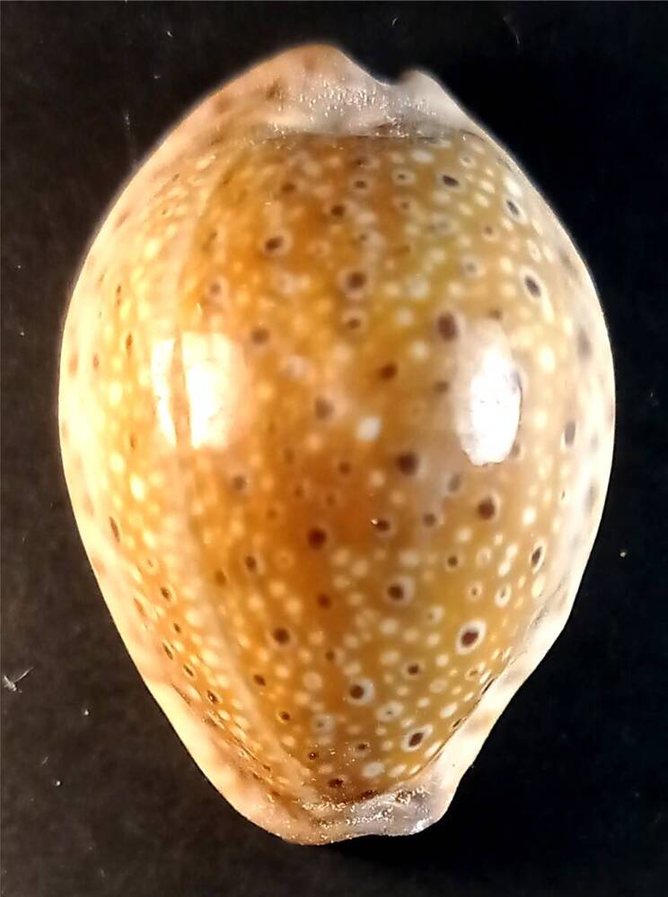 Брюхоногий моллюск (Cypraea ocellata)