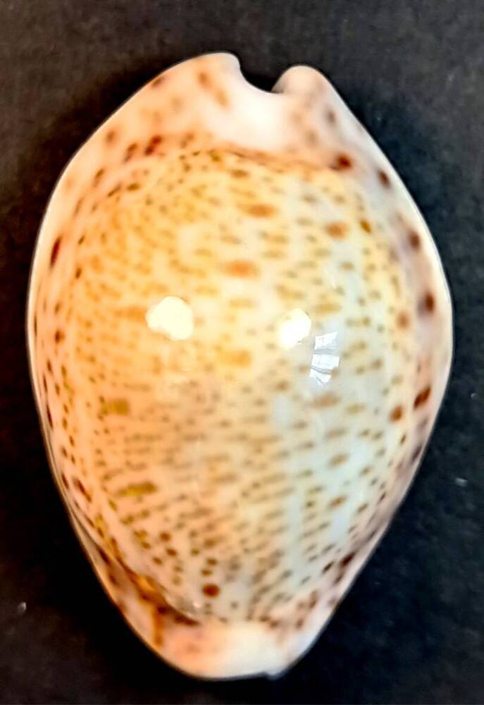 Брюхоногий моллюск (Cypraea turdus)