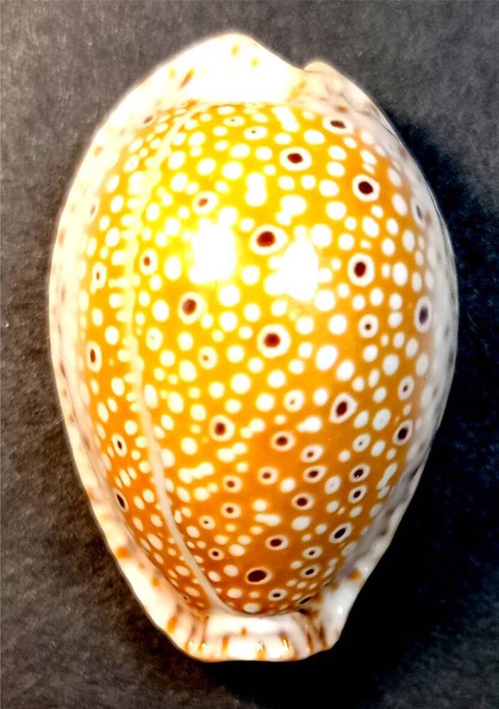 Брюхоногий моллюск (Cypraea ocellata)