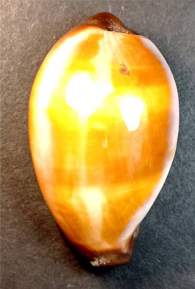 Брюхоногий моллюск (Cypraea onyx)