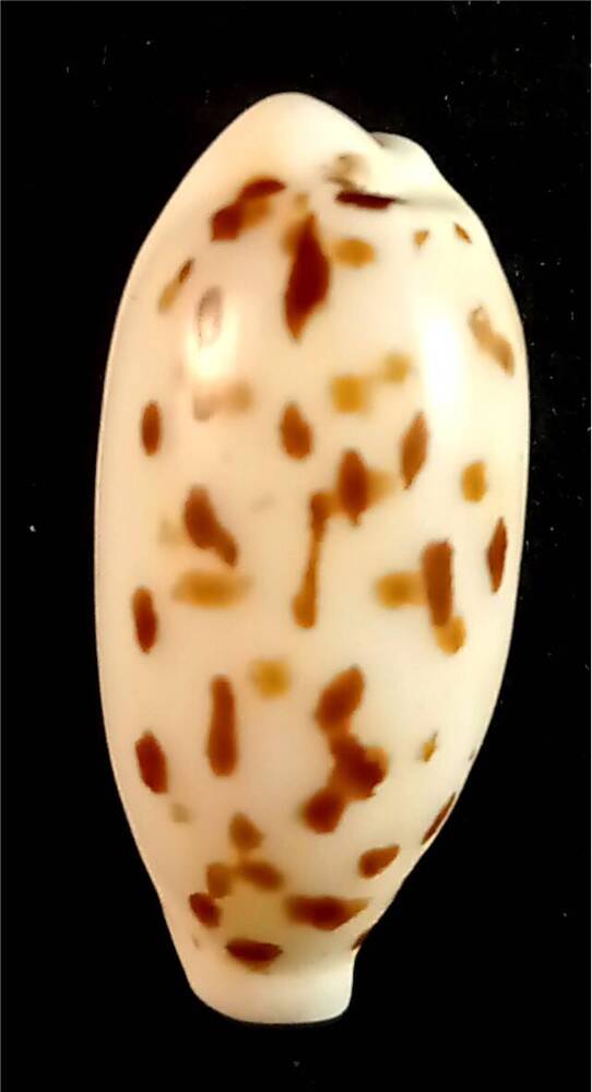 Брюхоногий моллюск (Cypraea punctata)