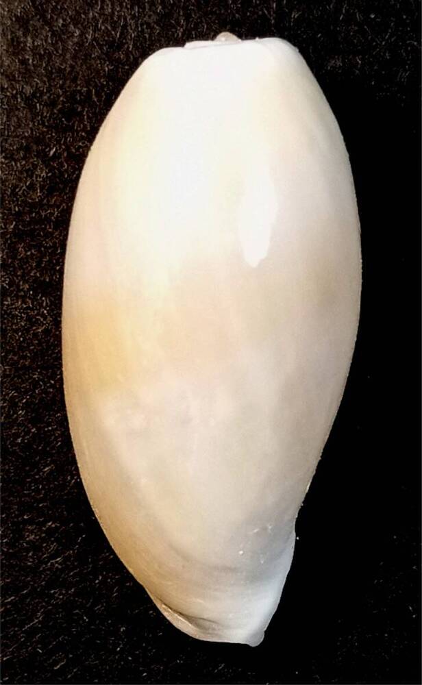 Брюхоногий моллюск (Cypraea  sp.)