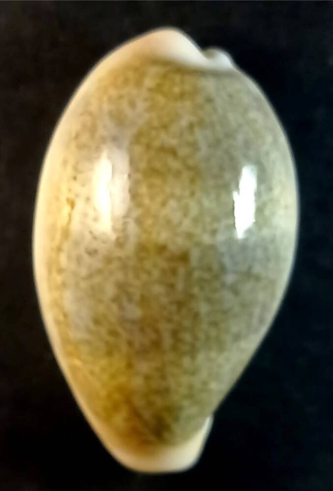 Брюхоногий моллюск (Cypraea ovum)