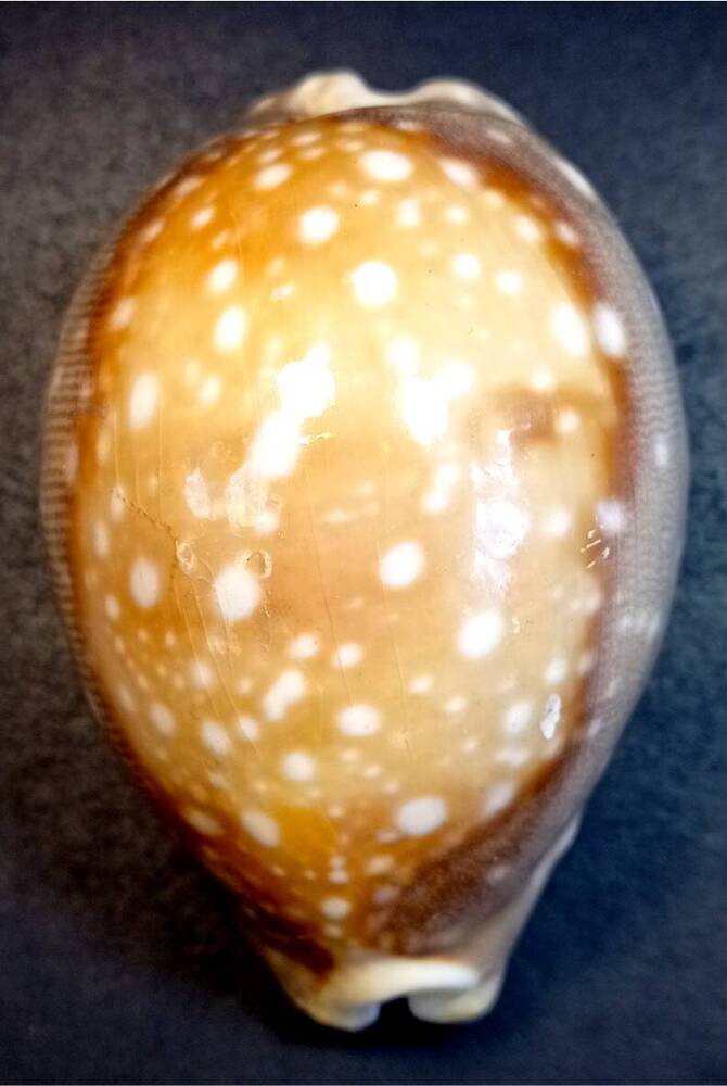 Брюхоногий моллюск (Cypraea vitellus) Ципрея-теленок