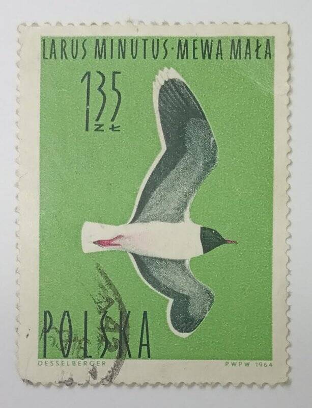 Марка. Марка почтовая. «Larus minutus. Mewa mala (Чайка малая)». 135 злотых