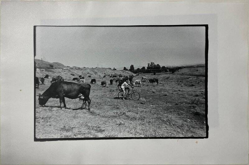 Стадо. Из фотодокументации перформанса «Волк в овечьей шкуре». Фотография