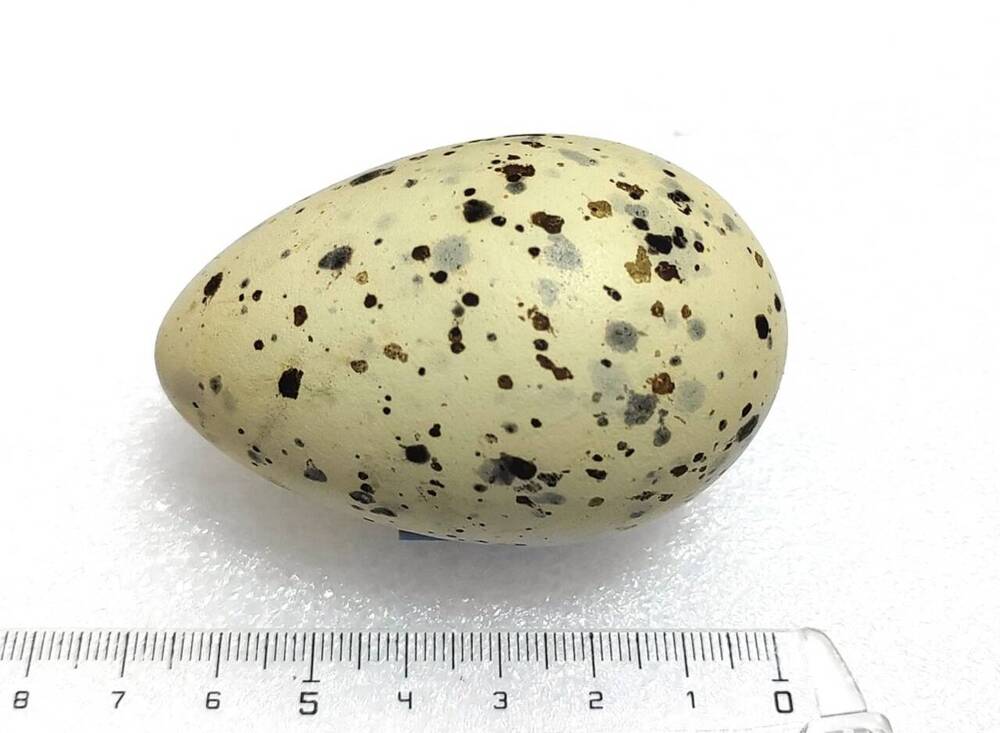 Яйцо птичье. Чеграва (Hydroprogne caspia).