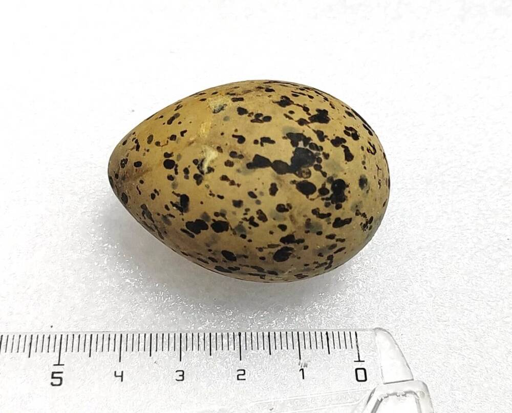 Яйцо птичье. Шилоклювка (Recurvirostra avosetta). 
