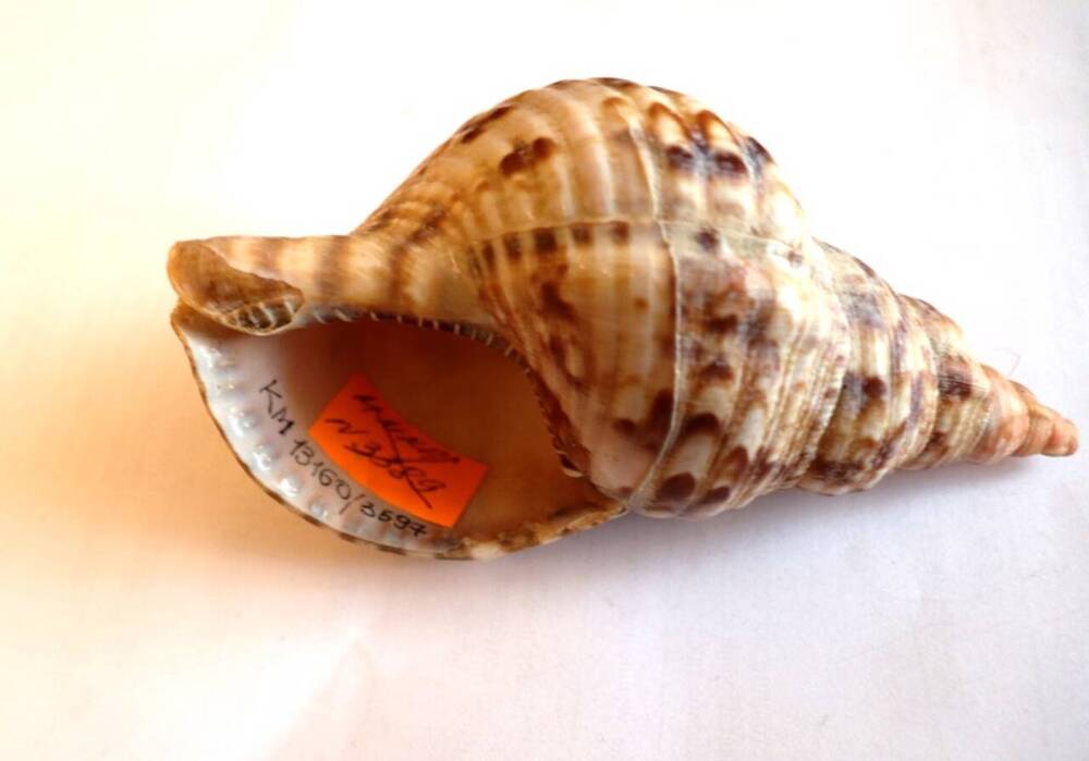 Харония тритонис (Charonia tritonis). Раковина моллюска.
