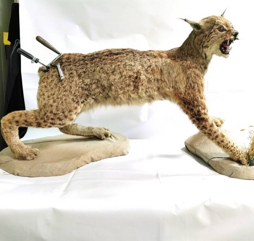 Рысь кавказская (Lynx lynx dinniki Satunin, 1915). Чучело животного.
