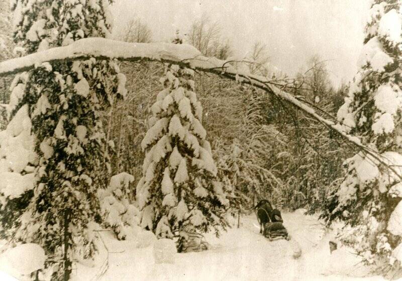 Фотография черно-белая. Лес зимой местечко в Кадуйском районе