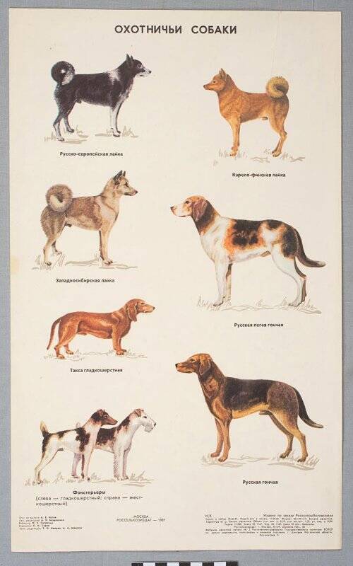 Плакат информационный. Охотничьи собаки (издано по заказу Росохотрыболовсоюза)