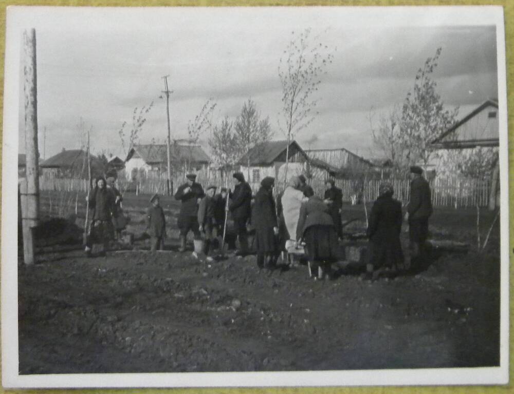 Фотография На субботнике. Посадка деревьев.