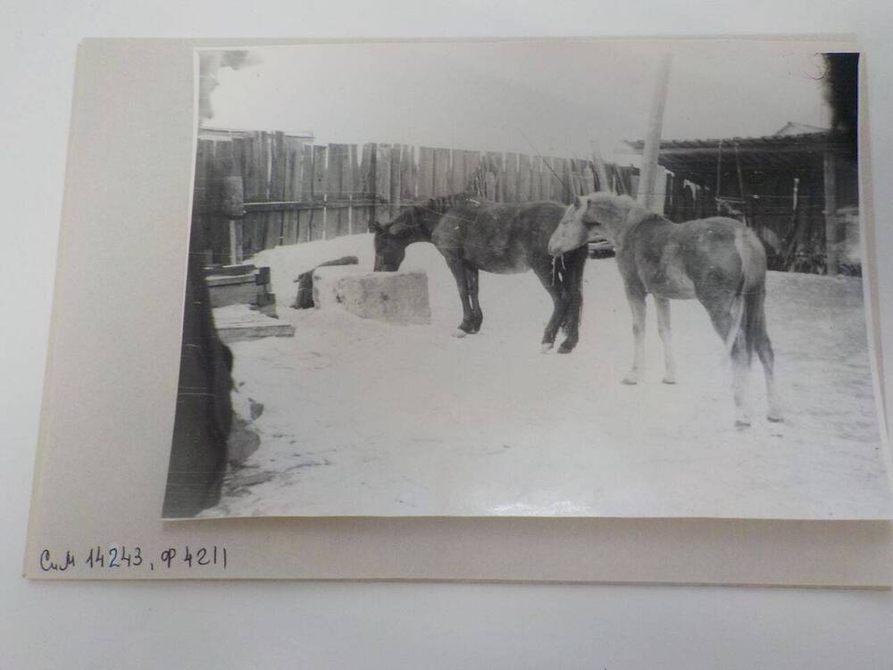 Фотография Слободо-Туринская ферма колхоза Путь Ленина, 1990-е годы