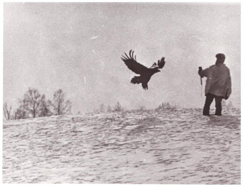 Фотография. Юрий Алексеевич Носков тренирует беркута Алтая. 1980-е гг.