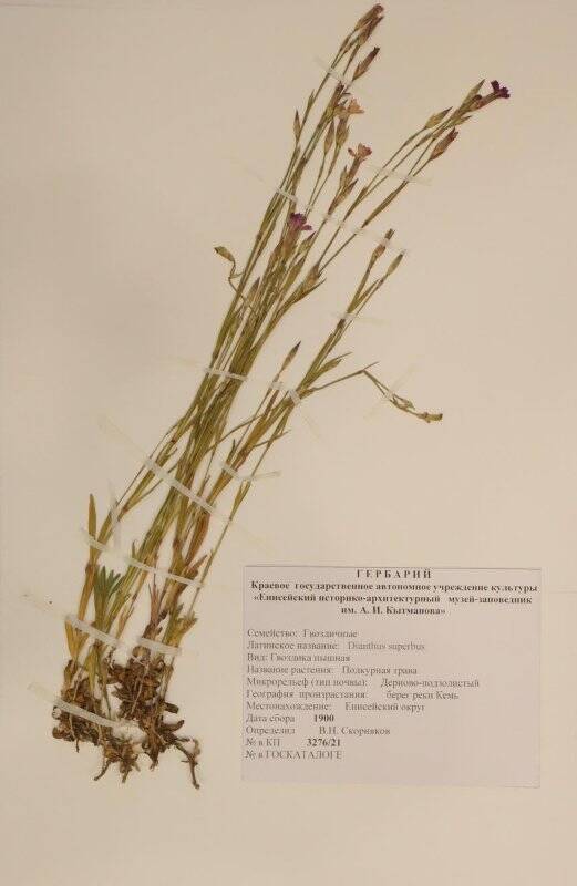 Подкурная трава (Dianthus superbus)